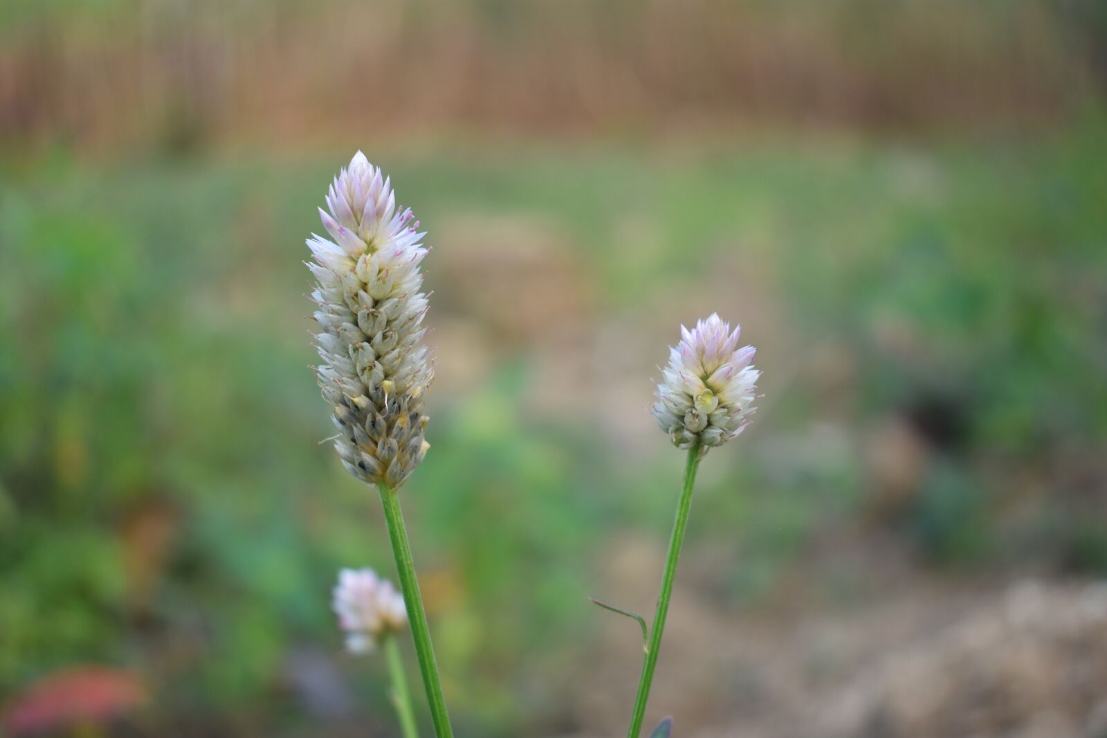 Nikon D3400 sample photo. Wildflower, flower, grass photography