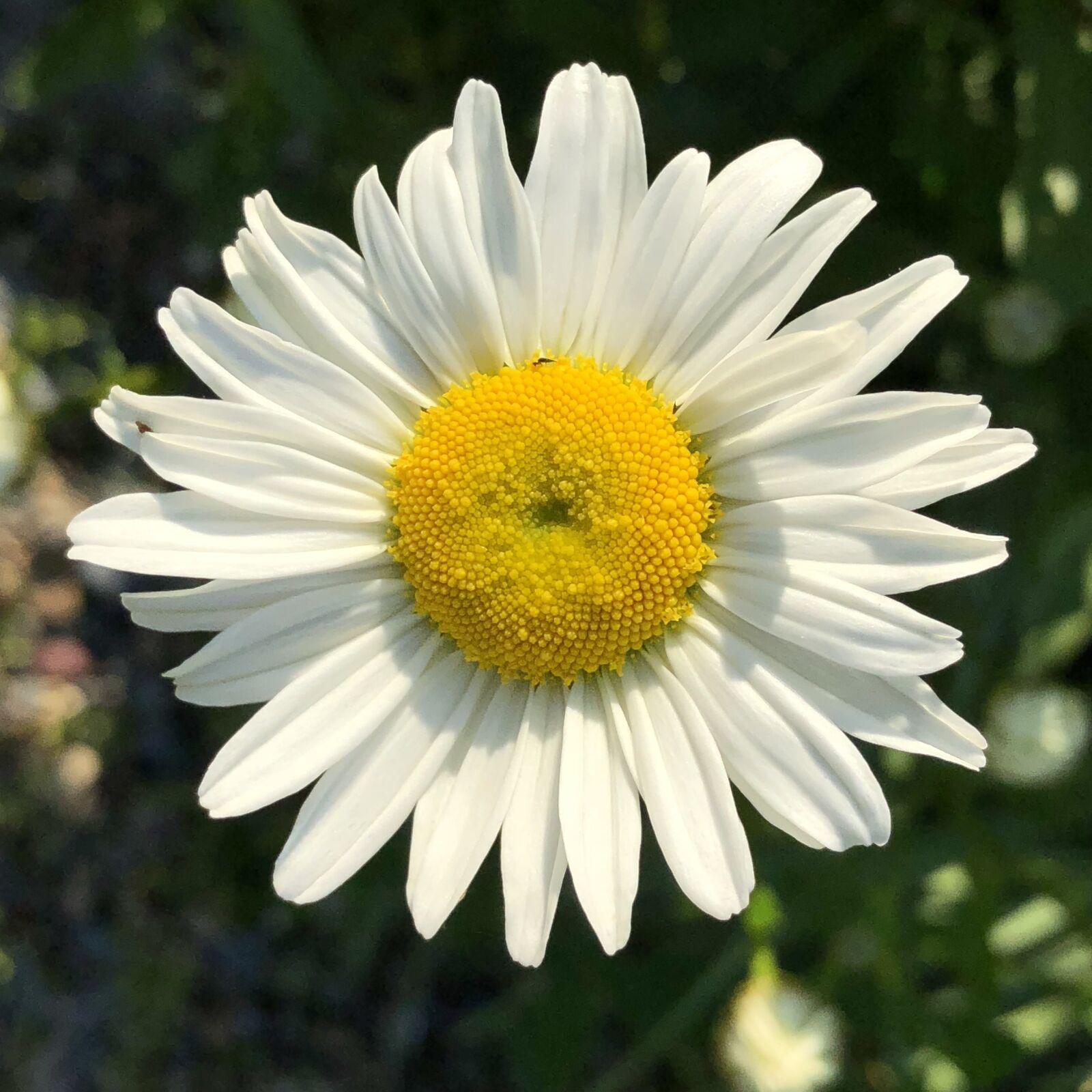 iPhone X back dual camera 4mm f/1.8 sample photo. Daisy, yellow, white photography