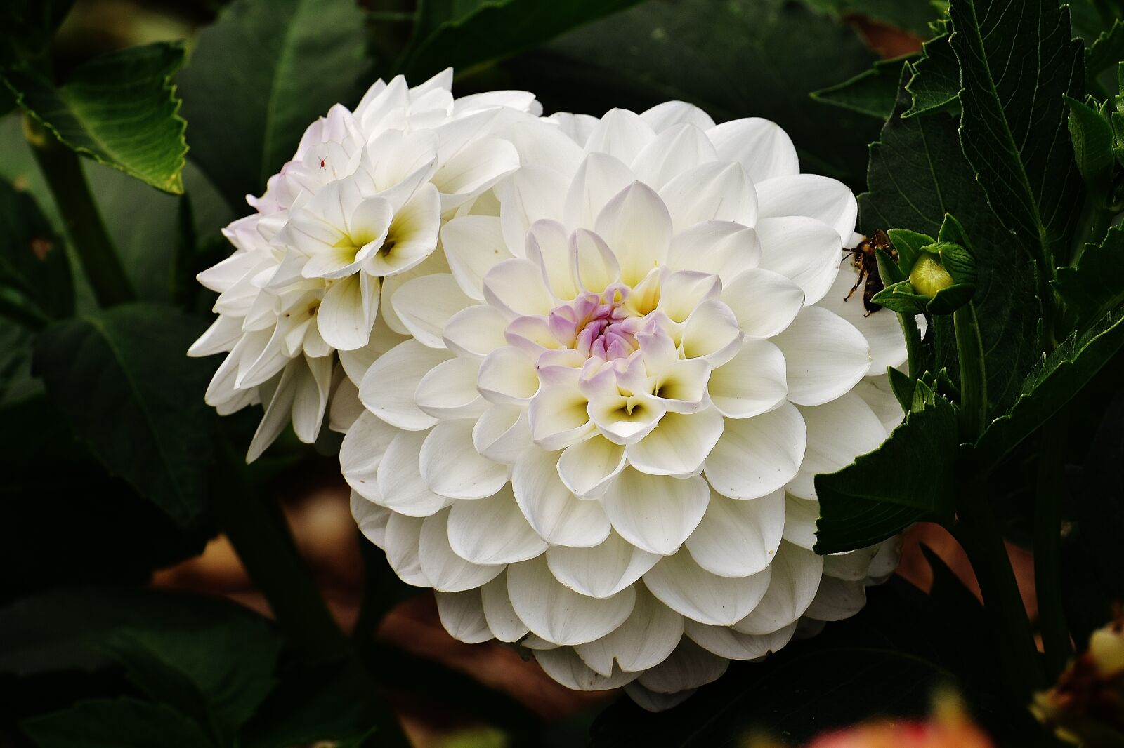 Nikon D7200 sample photo. Dahlia, dahlias, autumn photography