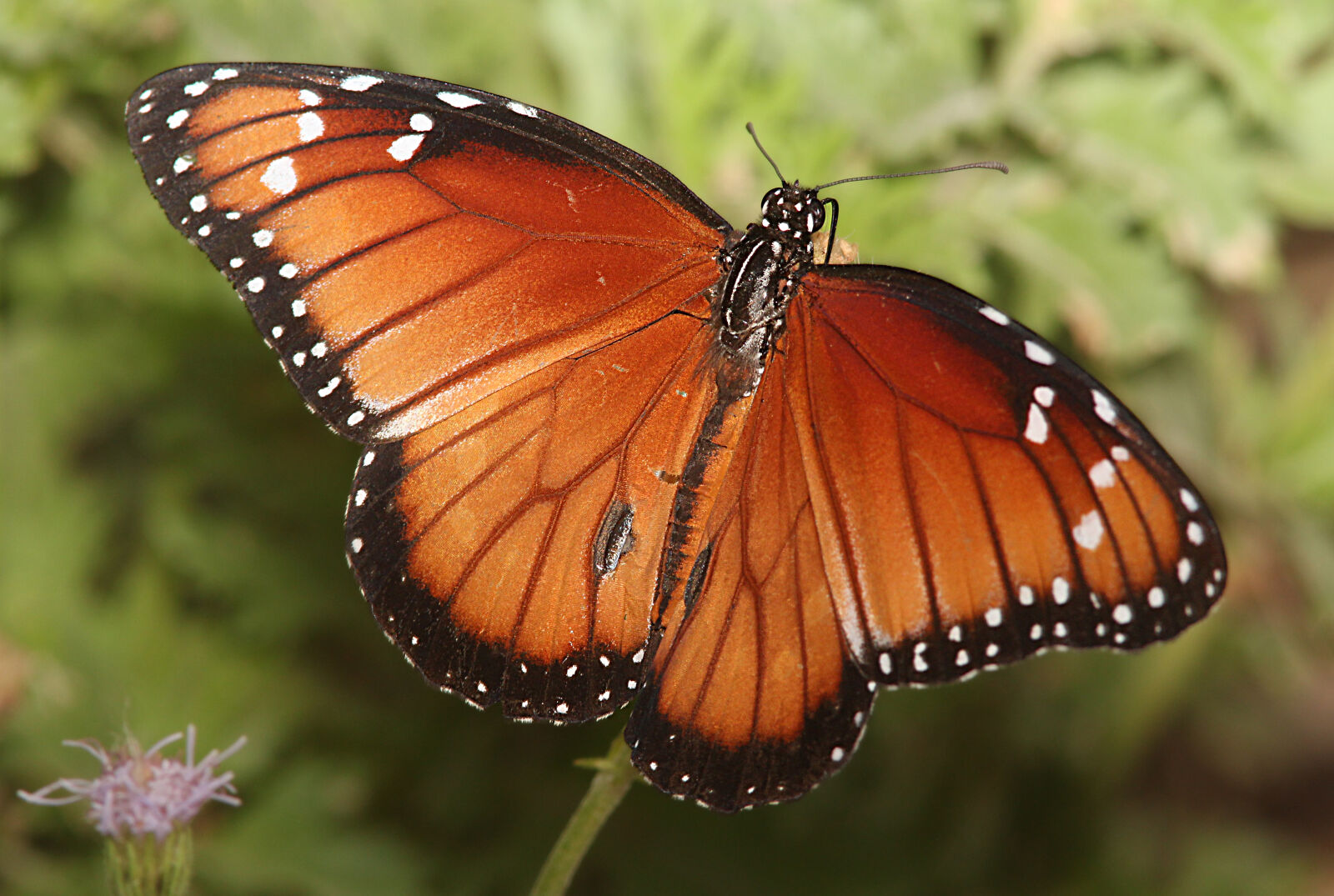 Canon EF 300mm F4L IS USM sample photo