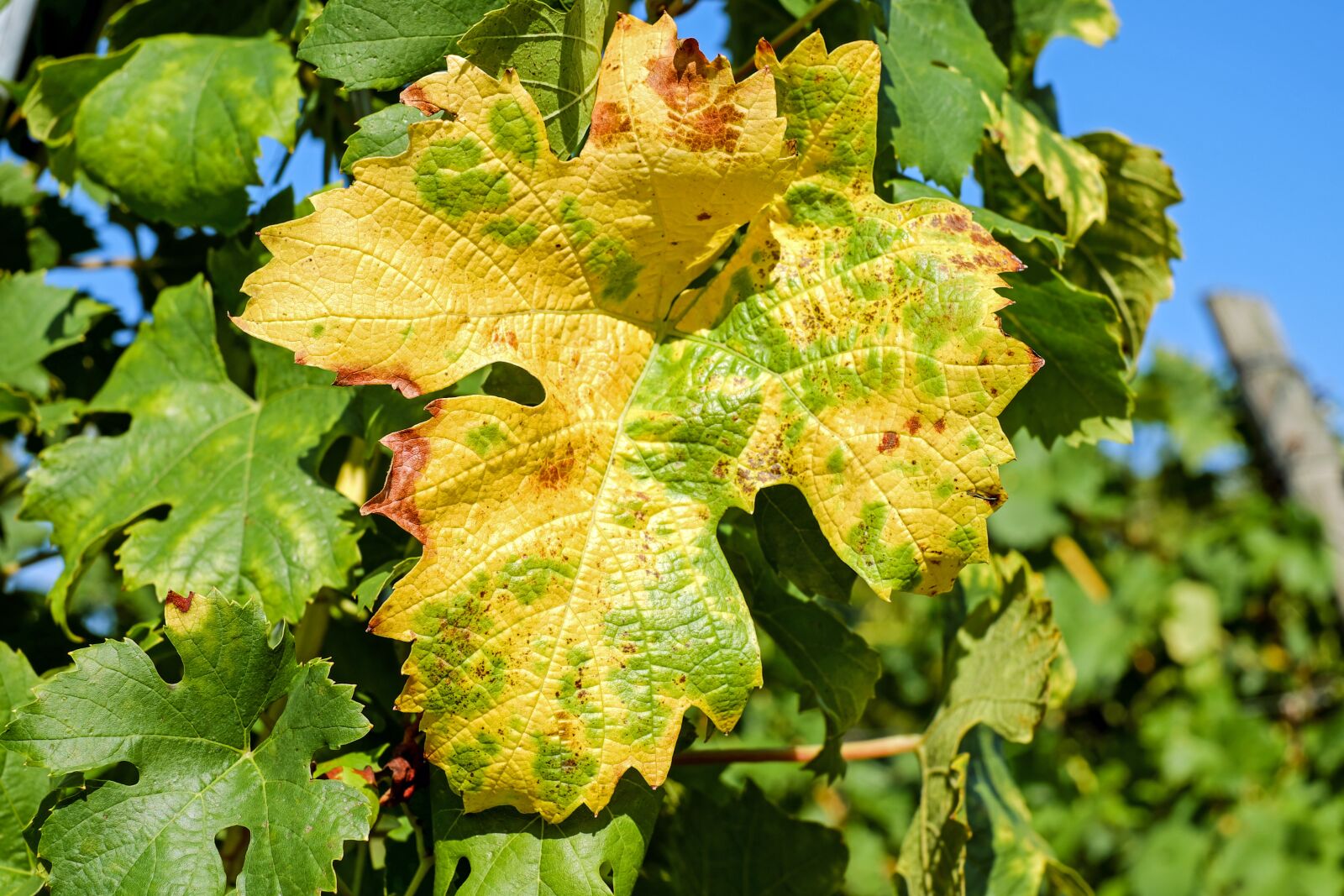 Fujifilm X-T10 + Fujifilm XF 35mm F1.4 R sample photo. Wine leaf, leaf, color photography