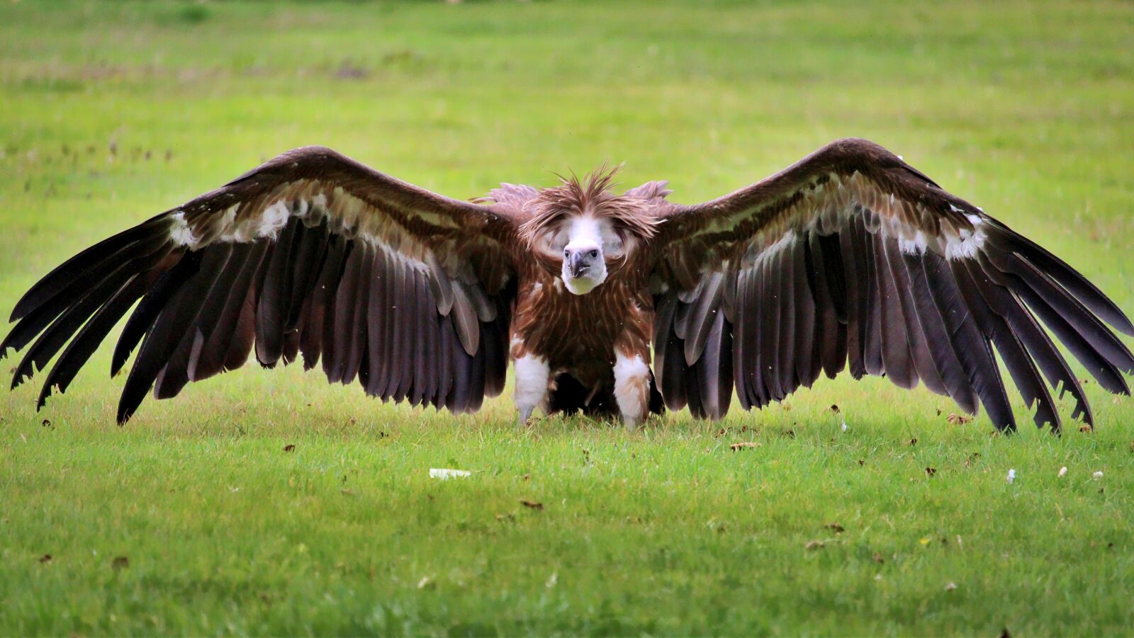 Canon EF-S 55-250mm F4-5.6 IS STM sample photo. Vulture, bird, animal photography