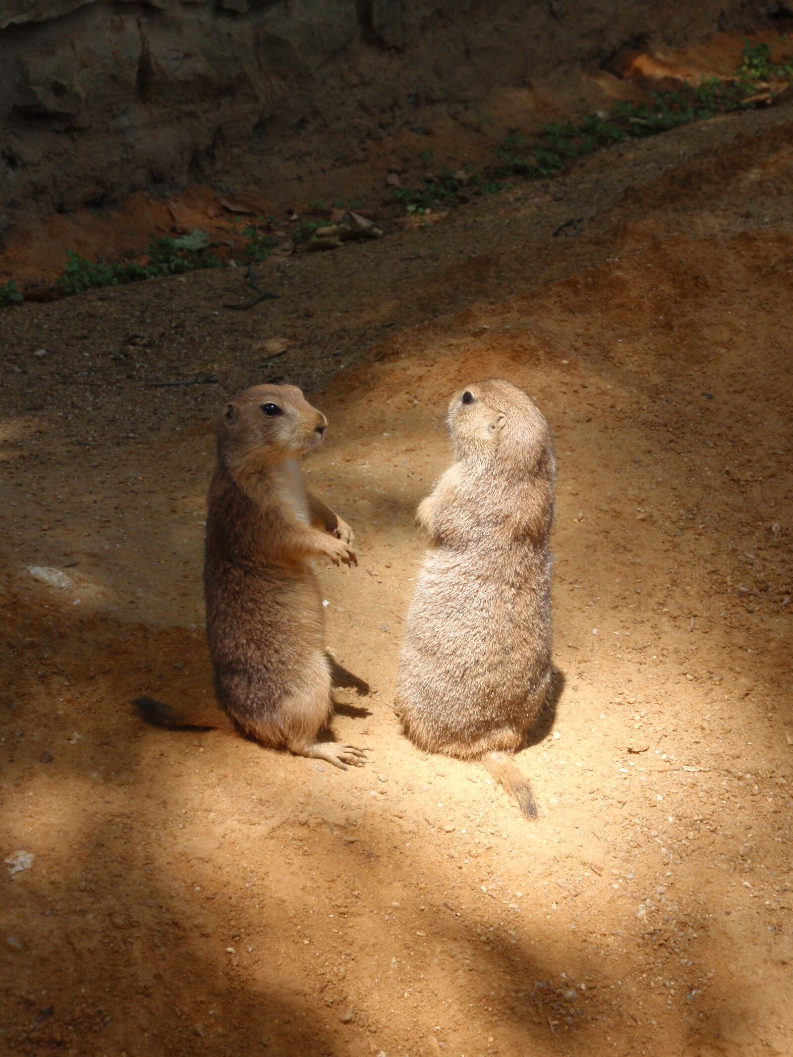 Olympus u1010,S1010 sample photo. Animal, zoo, the prague photography