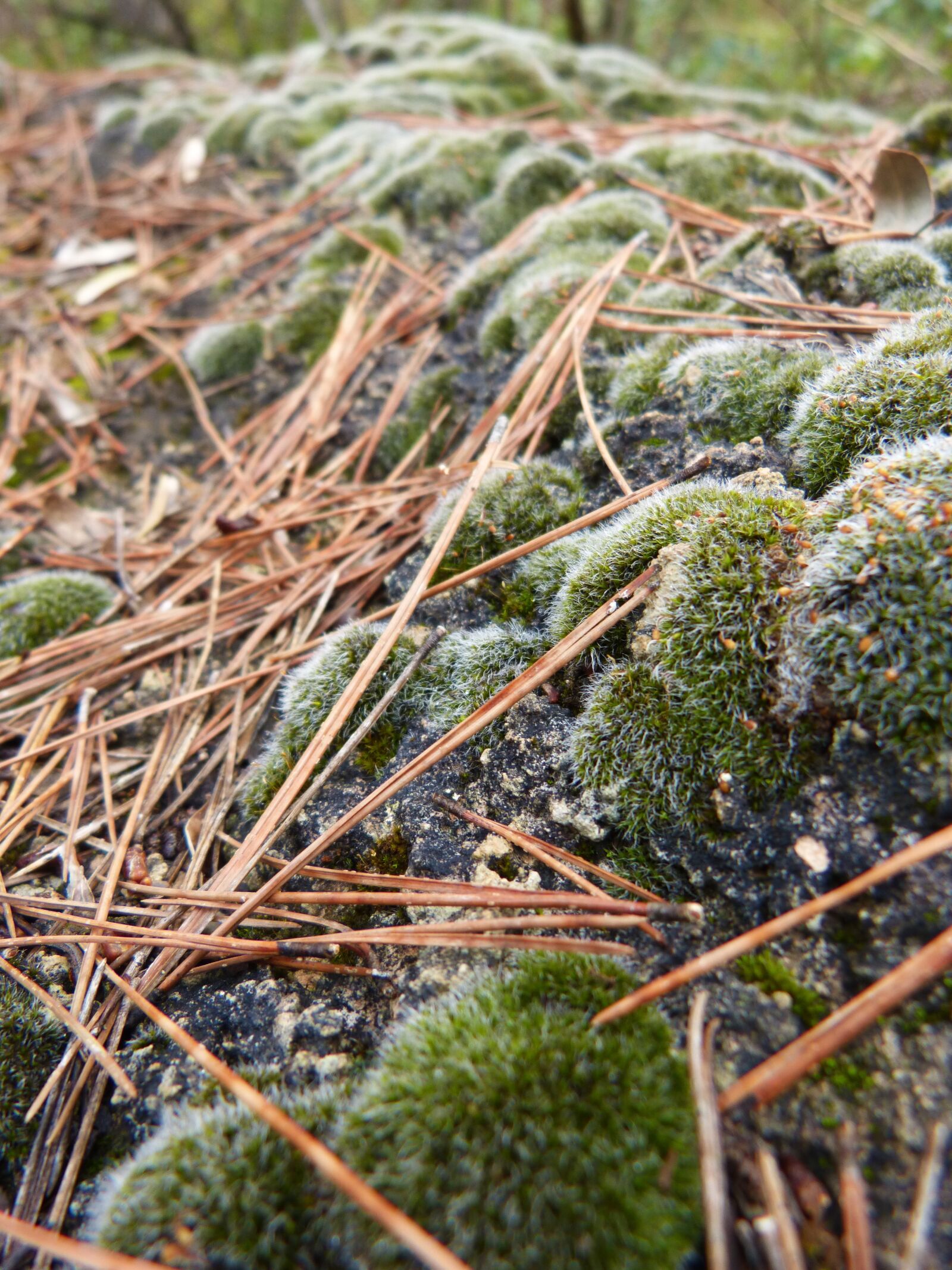 Panasonic DMC-FZ62 sample photo. Rock, lichen, moss photography