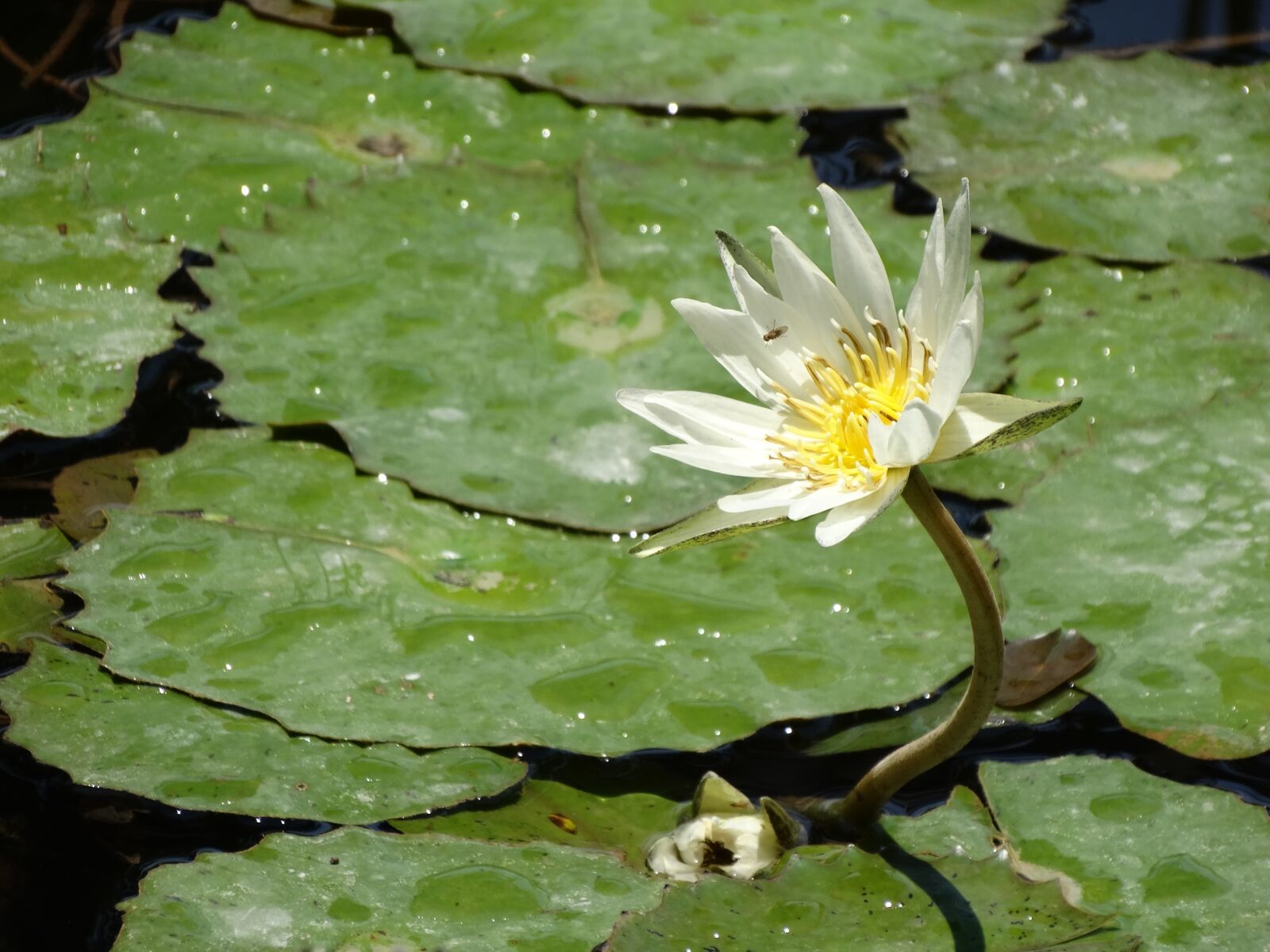 Sony Cyber-shot DSC-HX300 sample photo. Lily, nature, peaceful photography