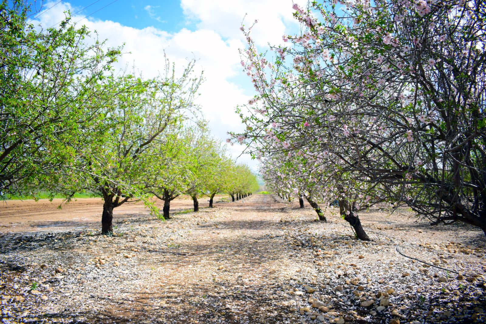 Nikon D3300 sample photo. Israel, nature, jerusalem photography