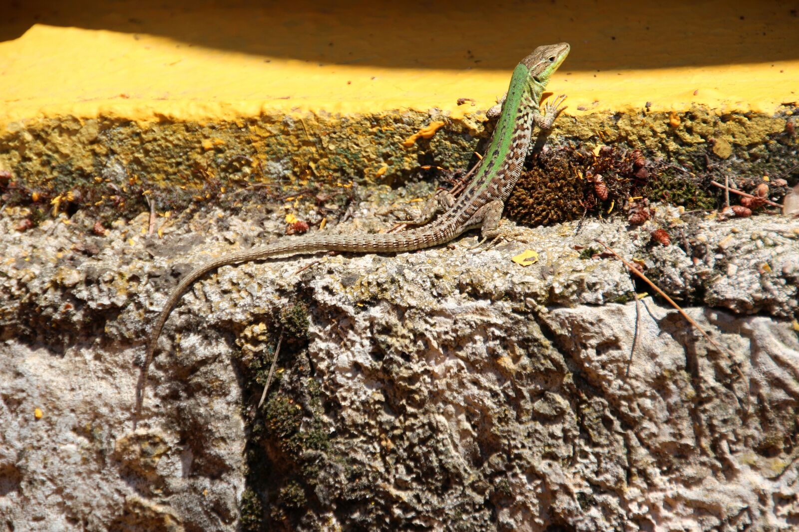 Canon EOS 600D (Rebel EOS T3i / EOS Kiss X5) sample photo. Lizard, stone, green photography
