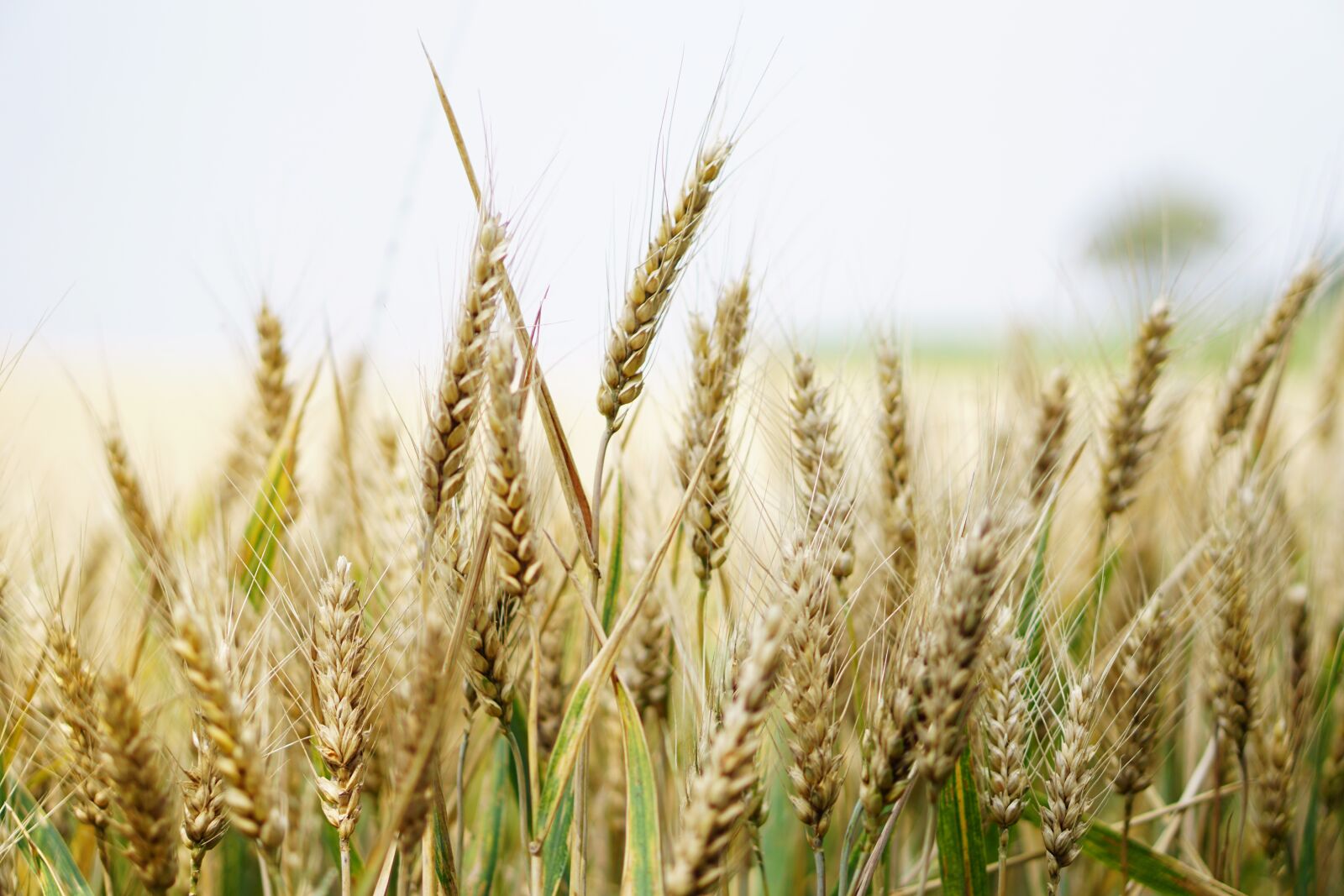 E 50mm F1.8 OSS sample photo. Wheat, wheat field, cornfield photography