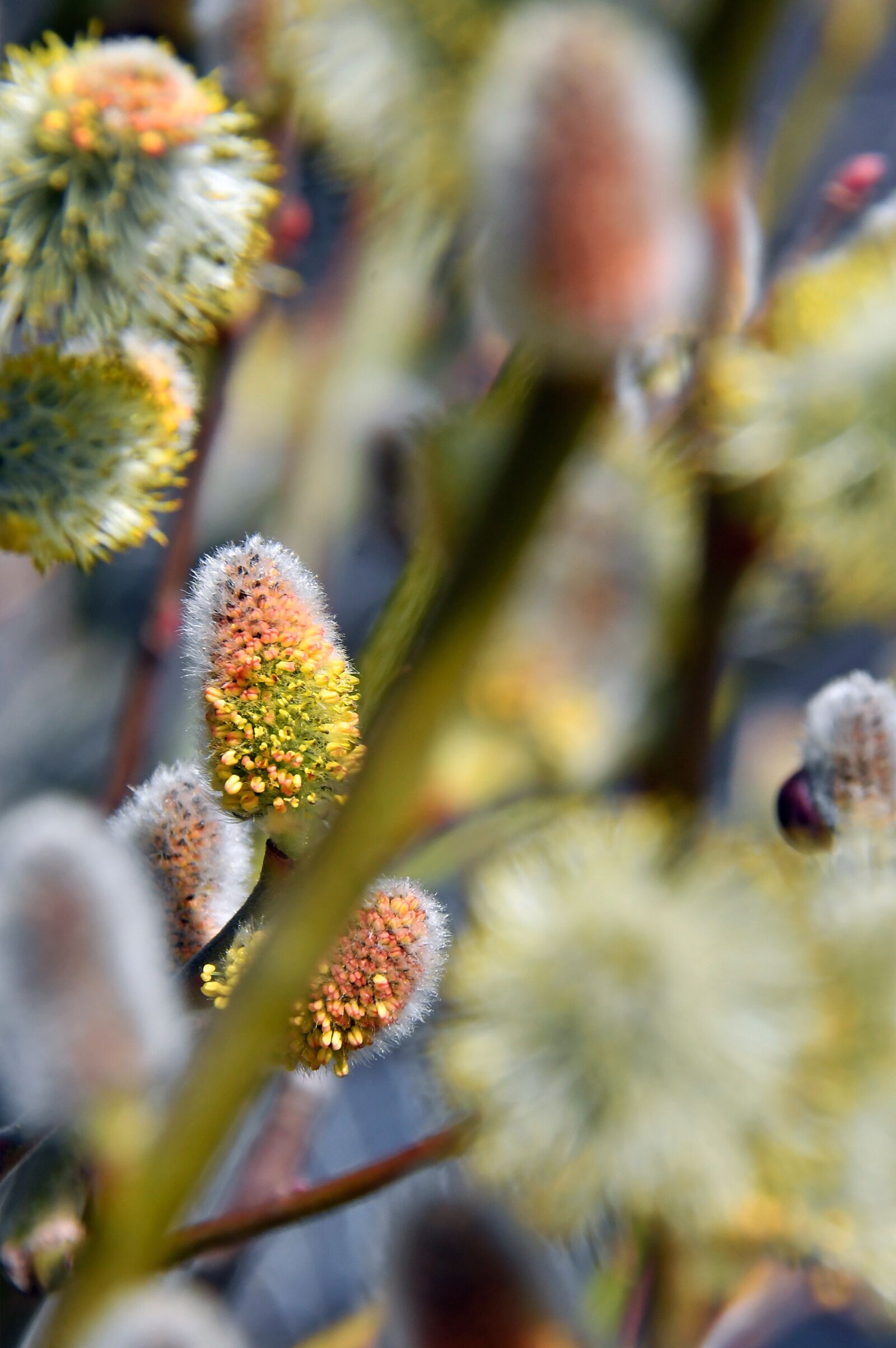 Nikon D3200 sample photo. Spring, barka, bloom photography
