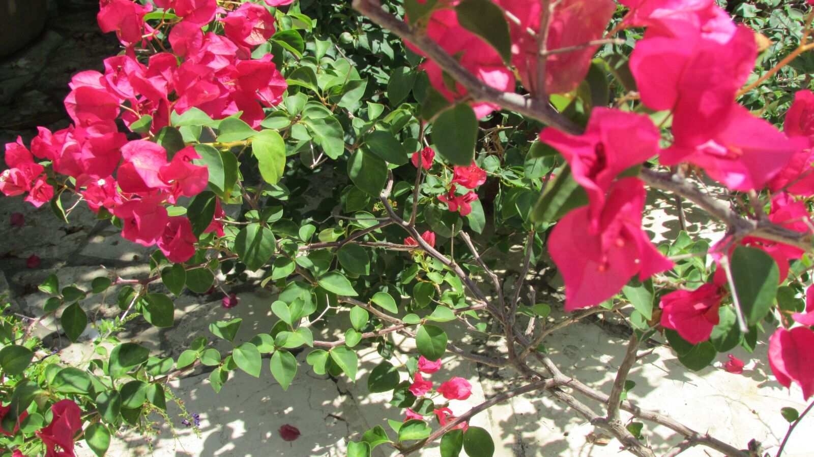 Canon PowerShot SX500 IS sample photo. Pink bougainvillea, flowers, landscape photography