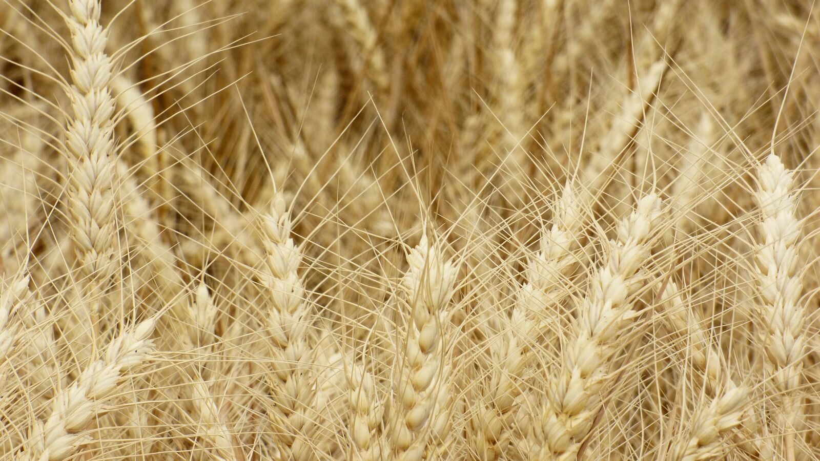 Panasonic DMC-FZ72 sample photo. The grain, wheat, ears photography