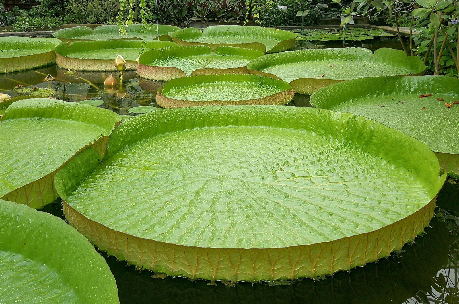 HUAWEI P10 sample photo. Giant water lily, santa-cruz photography