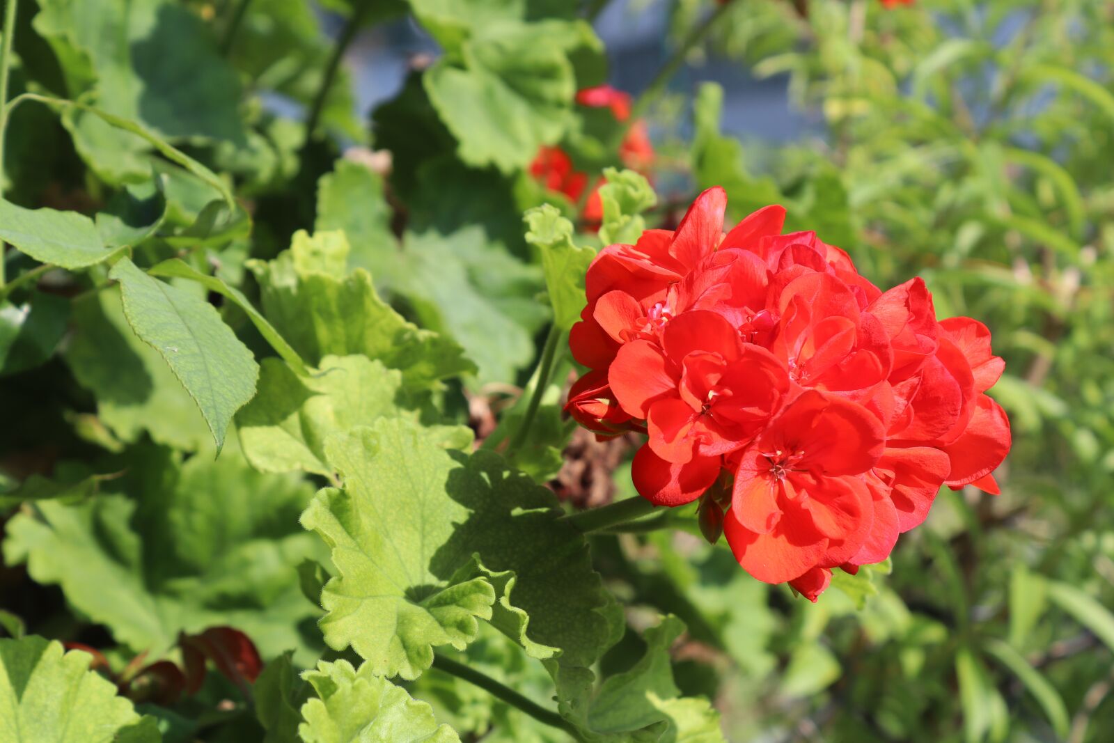 Canon EOS 250D (EOS Rebel SL3 / EOS Kiss X10 / EOS 200D II) sample photo. Red flower, spring flowers photography