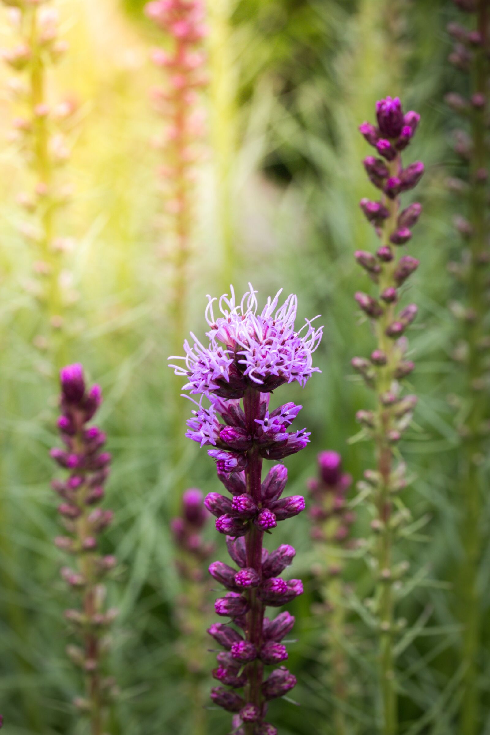 Canon EOS 70D sample photo. Liatris spicata, splendor notch photography