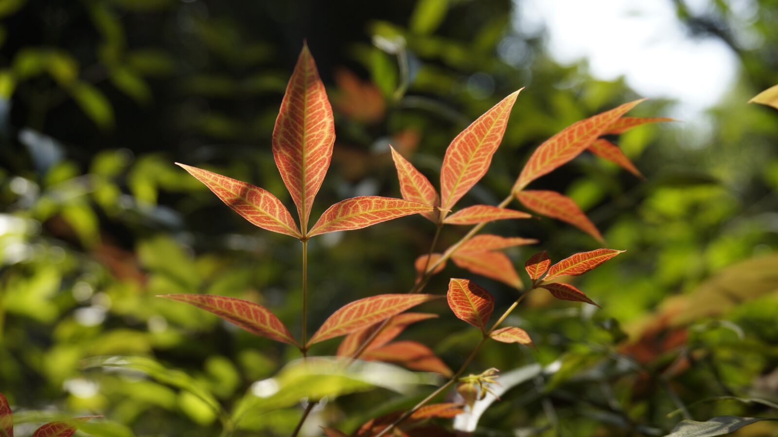 Sony Alpha NEX-3N sample photo. Lan tianzhu, leaf, red photography