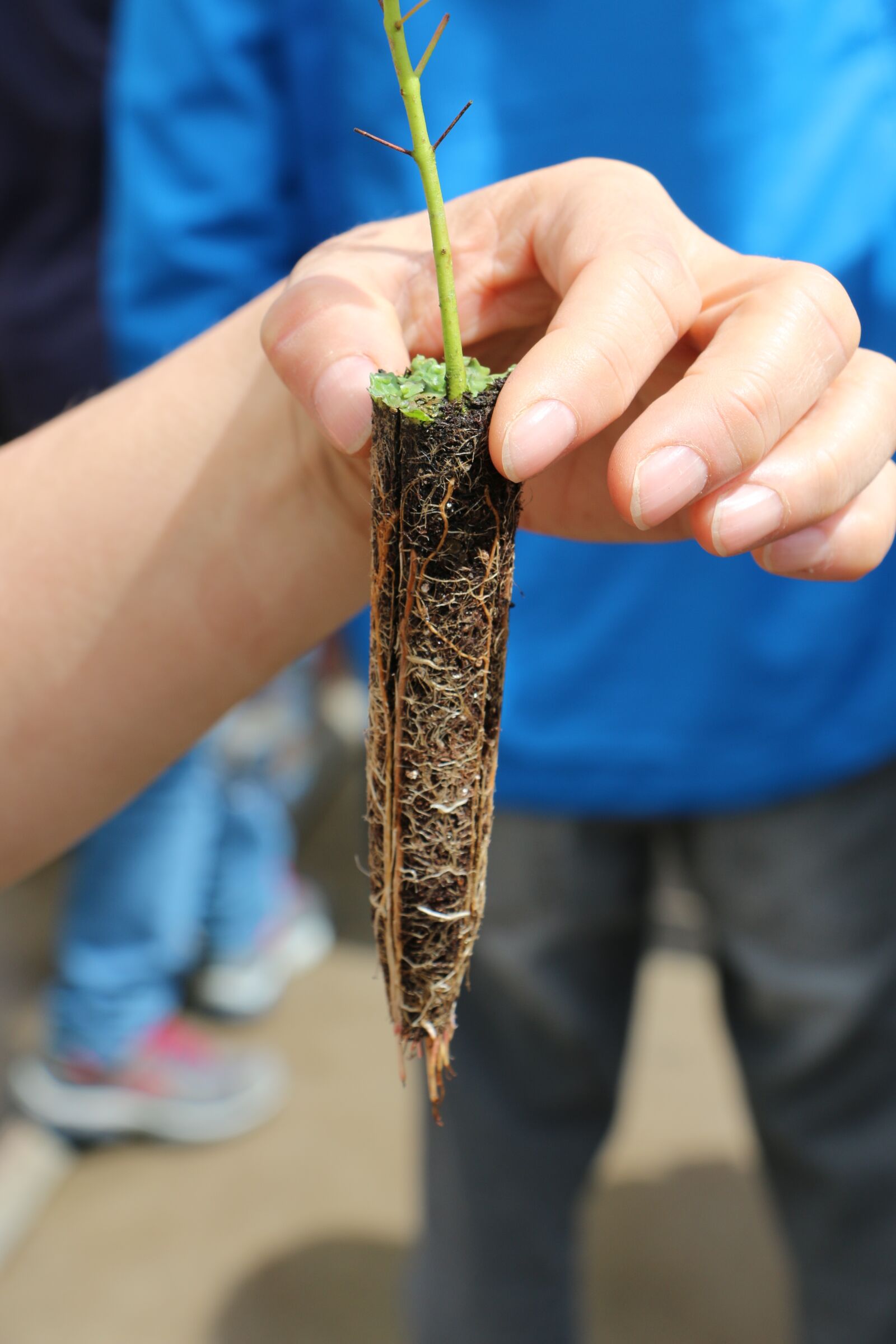 Canon EOS 70D sample photo. Green, hand, root photography