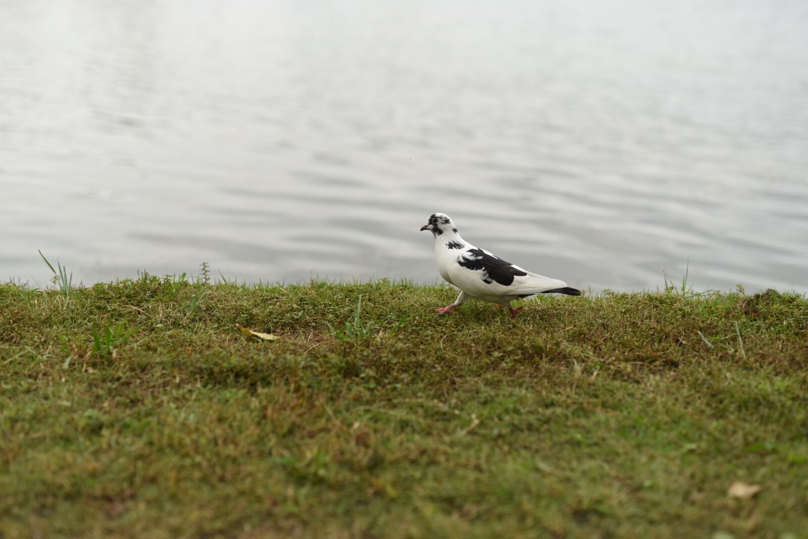 Nikon D750 sample photo. I like, walk, pigeons photography