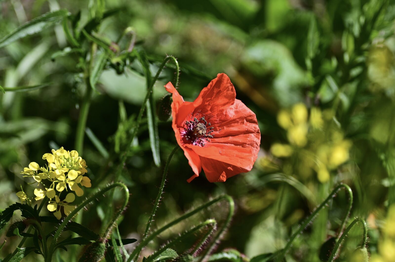 Nikon Z6 sample photo. Poppy, k, klatschmohn photography