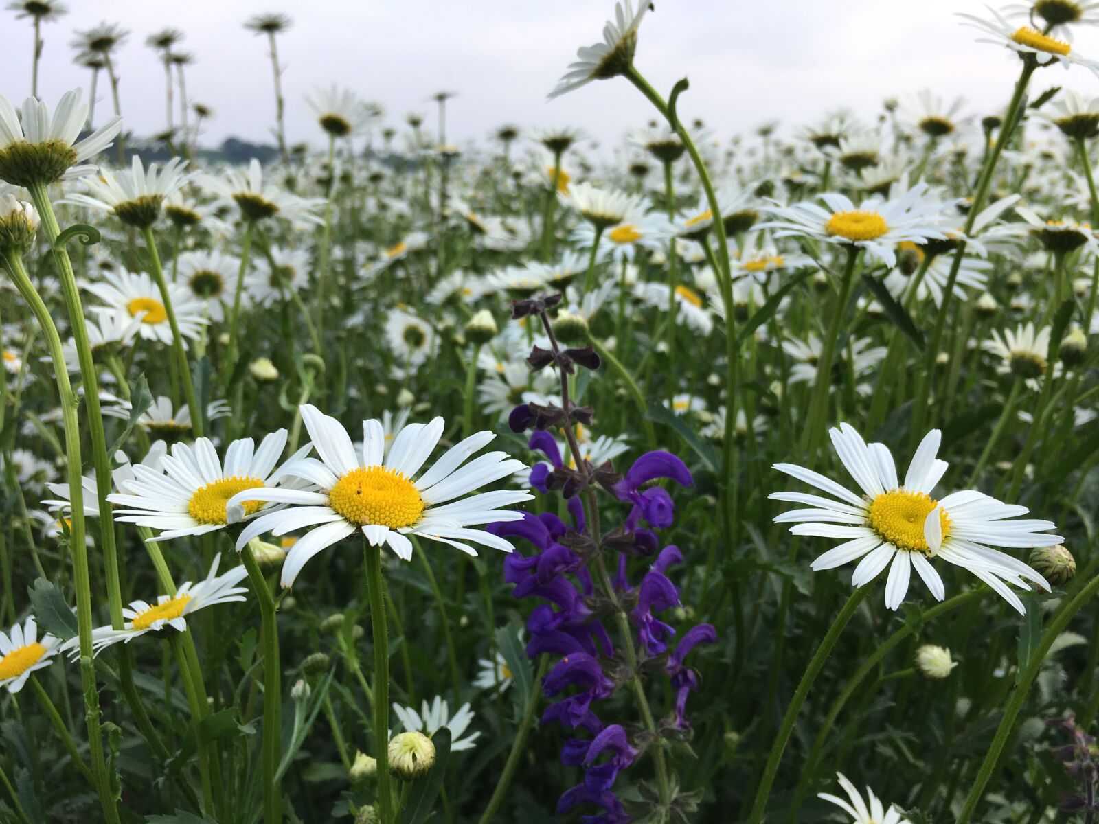 iPhone SE back camera 4.15mm f/2.2 sample photo. Daisies, wild sage, blossom photography