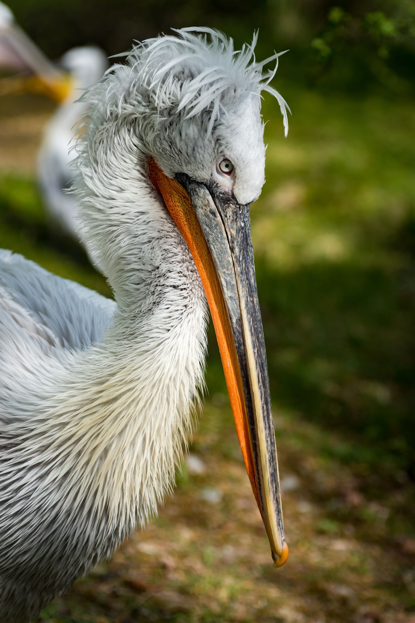 Nikon D810 sample photo. Pelikan, lennon, dalmatian pelican photography