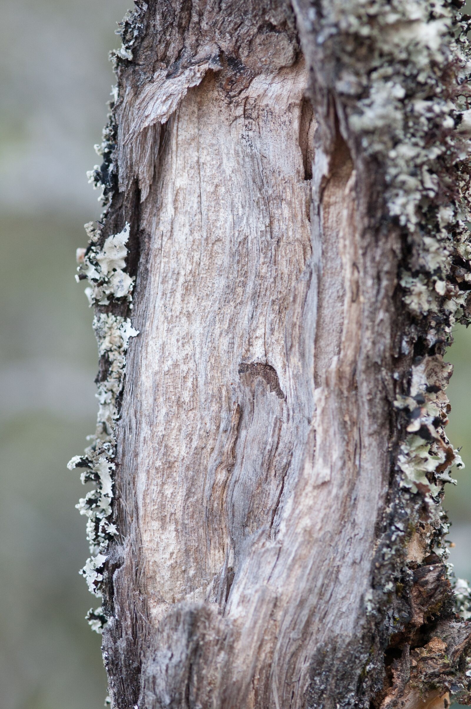 Nikon D40 sample photo. Wood, texture, pattern photography