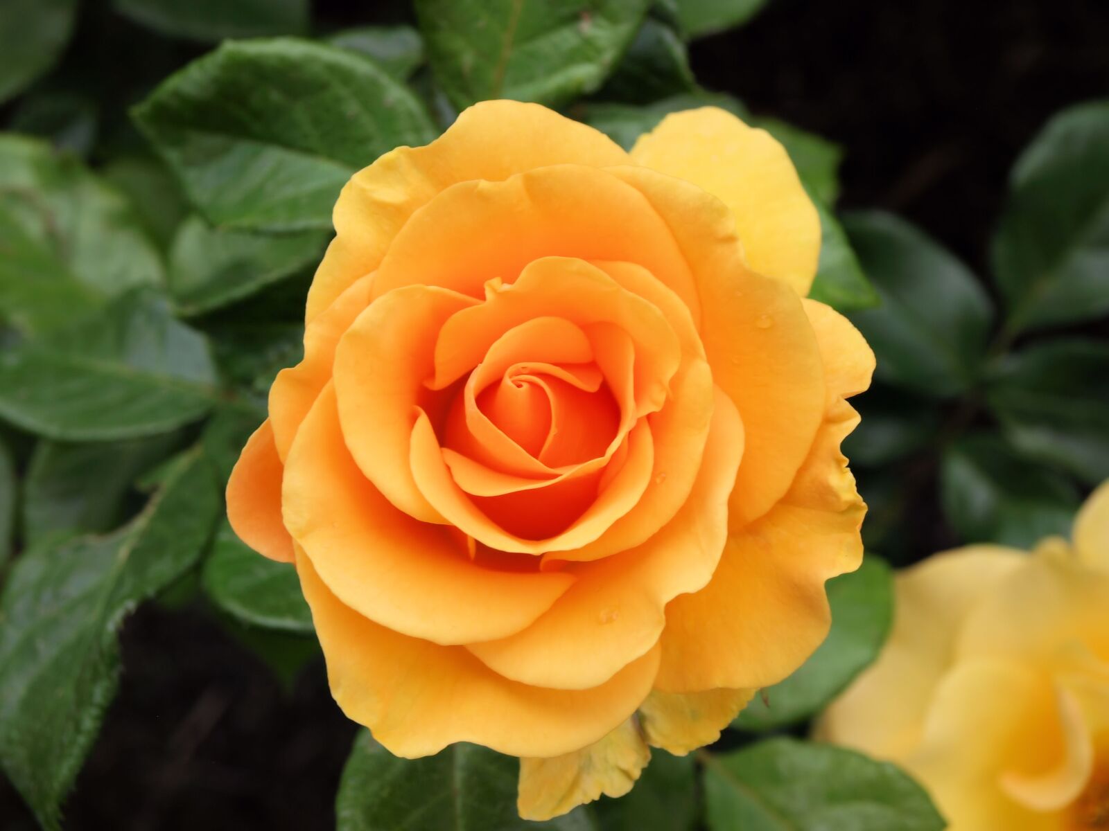 Olympus E-510 (EVOLT E-510) sample photo. Flower, rose, nature photography