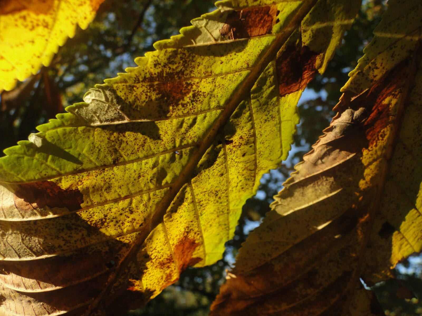 Sony Cyber-shot DSC-HX1 sample photo. Leaves, horse chestnut, autumn photography