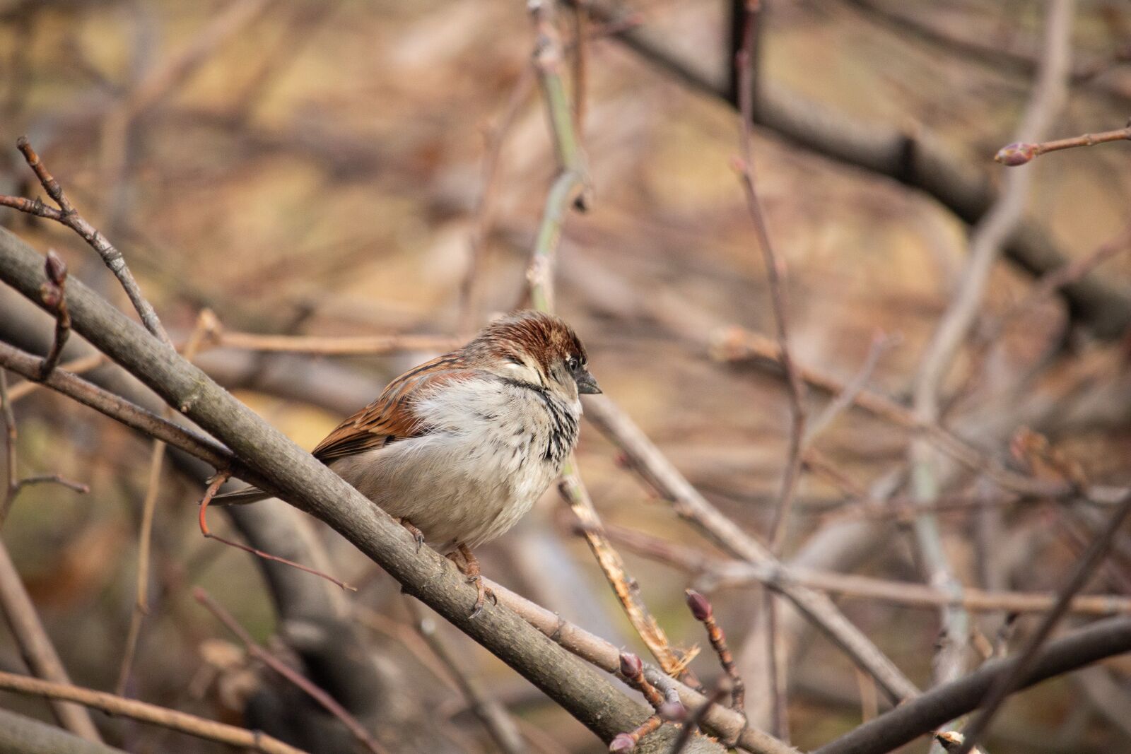 Canon EOS 100D (EOS Rebel SL1 / EOS Kiss X7) sample photo. Sparrow, bird, nature photography