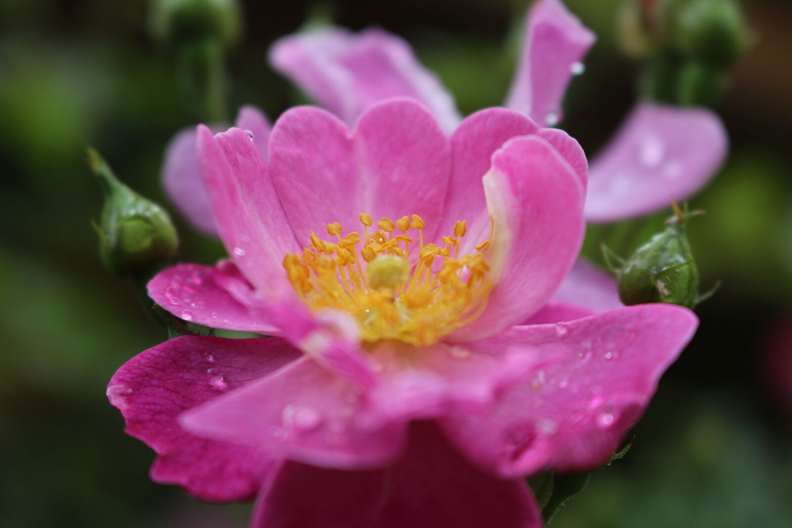 Canon EOS 100D (EOS Rebel SL1 / EOS Kiss X7) sample photo. Pink, dew, water photography
