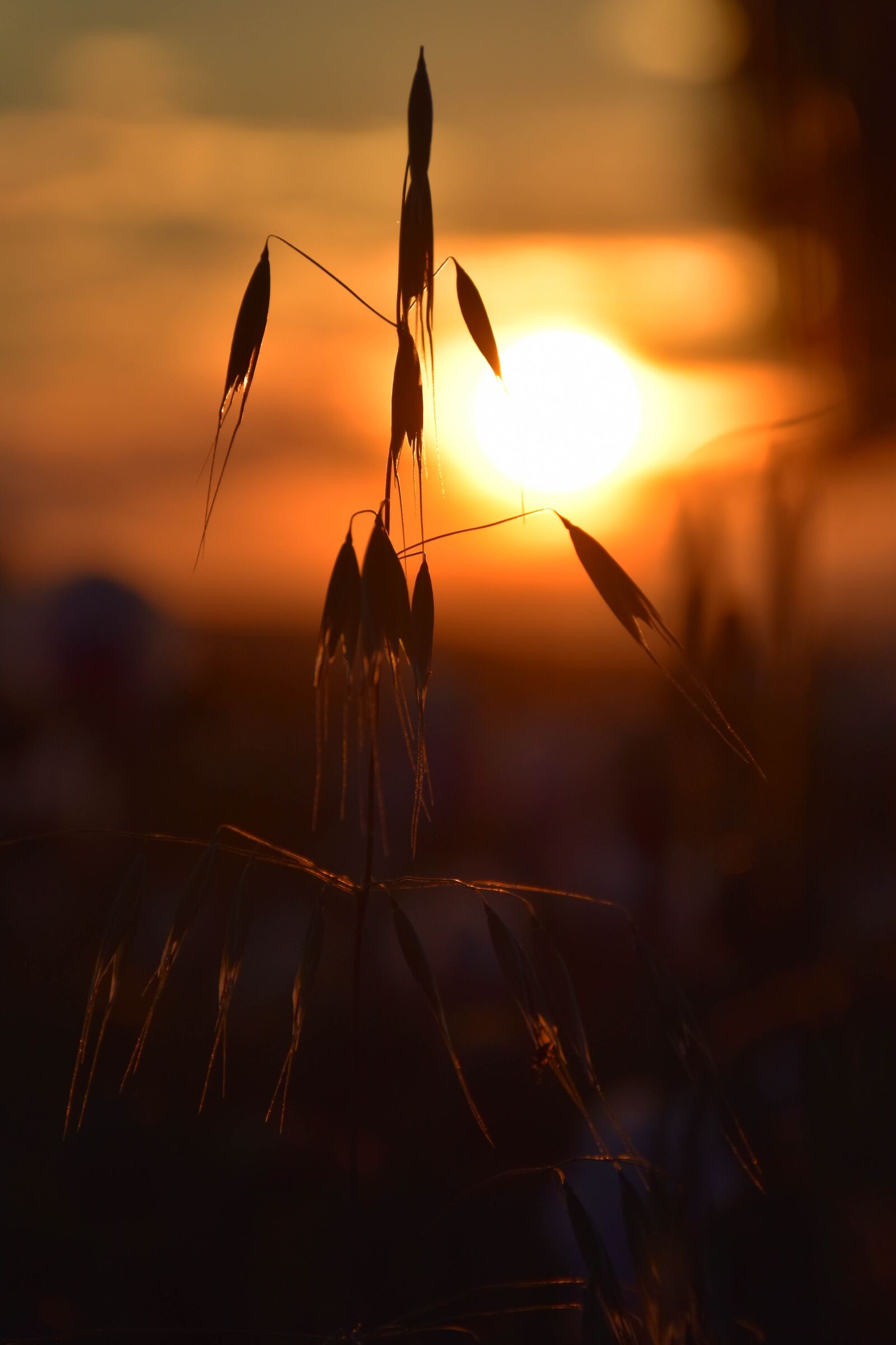 Nikon D5500 sample photo. Grain, west, field photography