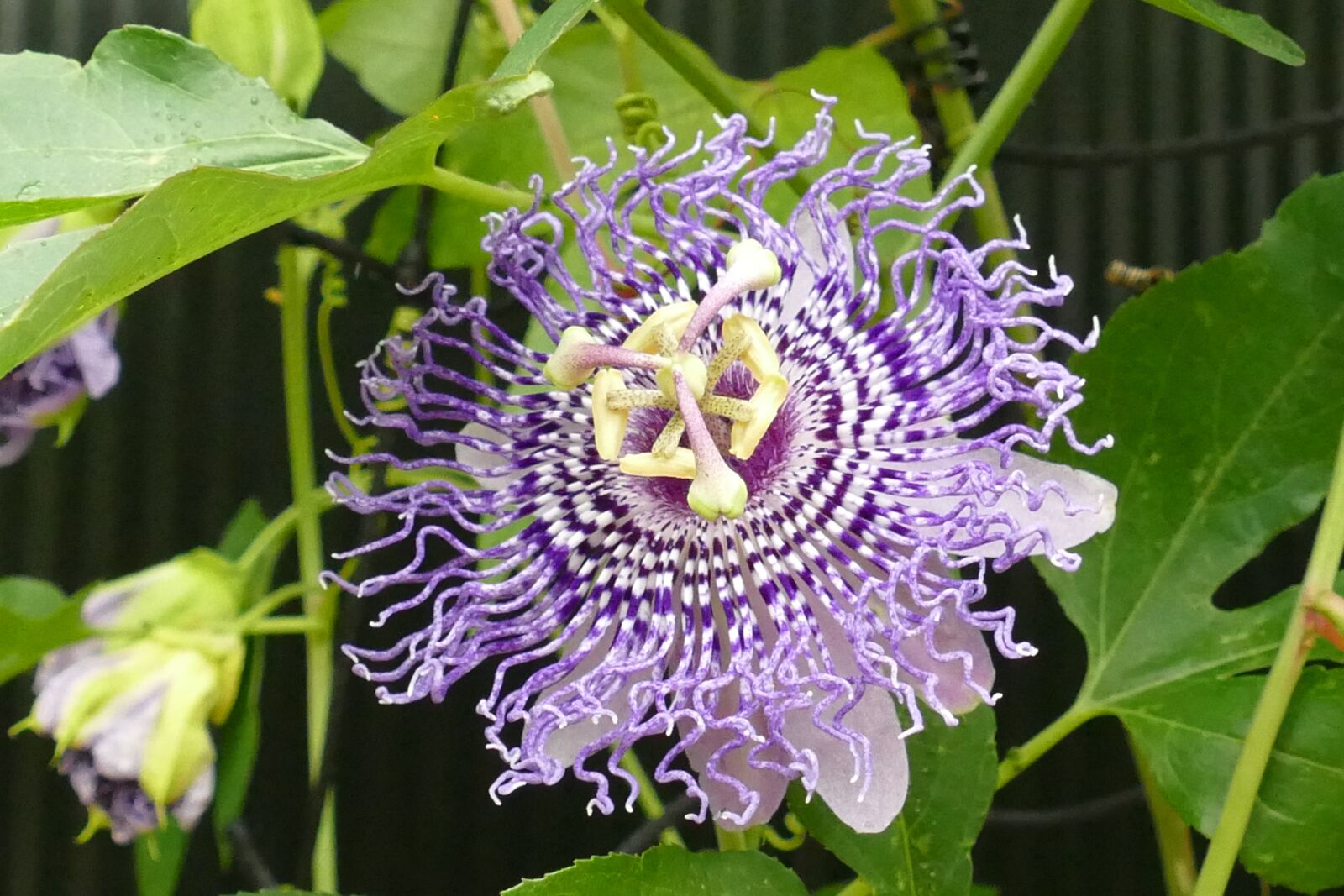 Panasonic Lumix DMC-FZ1000 sample photo. Passion flower, passifloraceae, flora photography