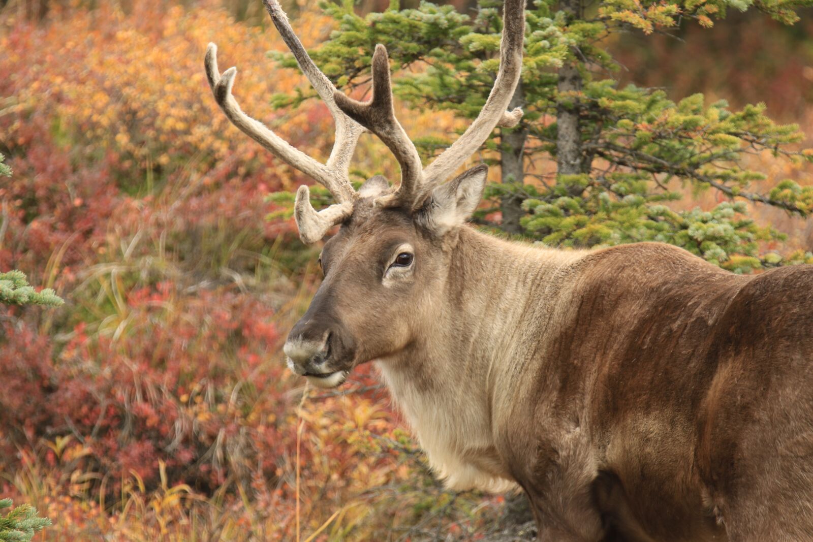 Canon EOS 7D Mark II sample photo. Caribou, nature, alaska photography
