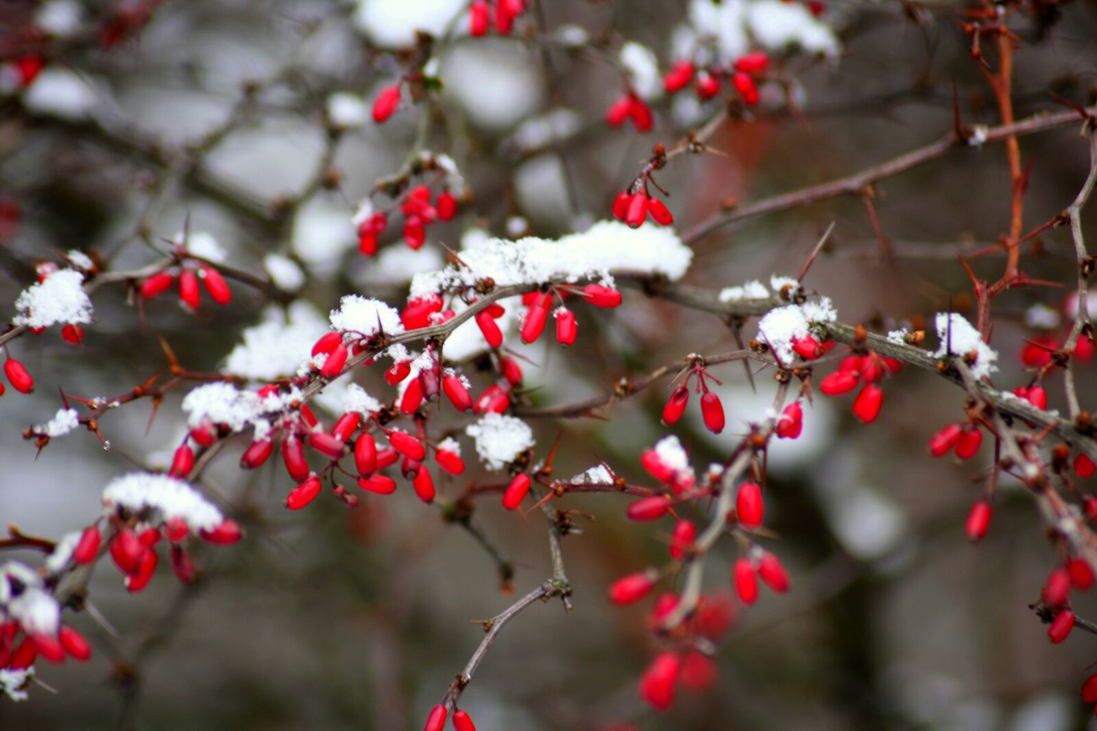Canon EOS 1200D (EOS Rebel T5 / EOS Kiss X70 / EOS Hi) sample photo. Barberry, winter, bush photography