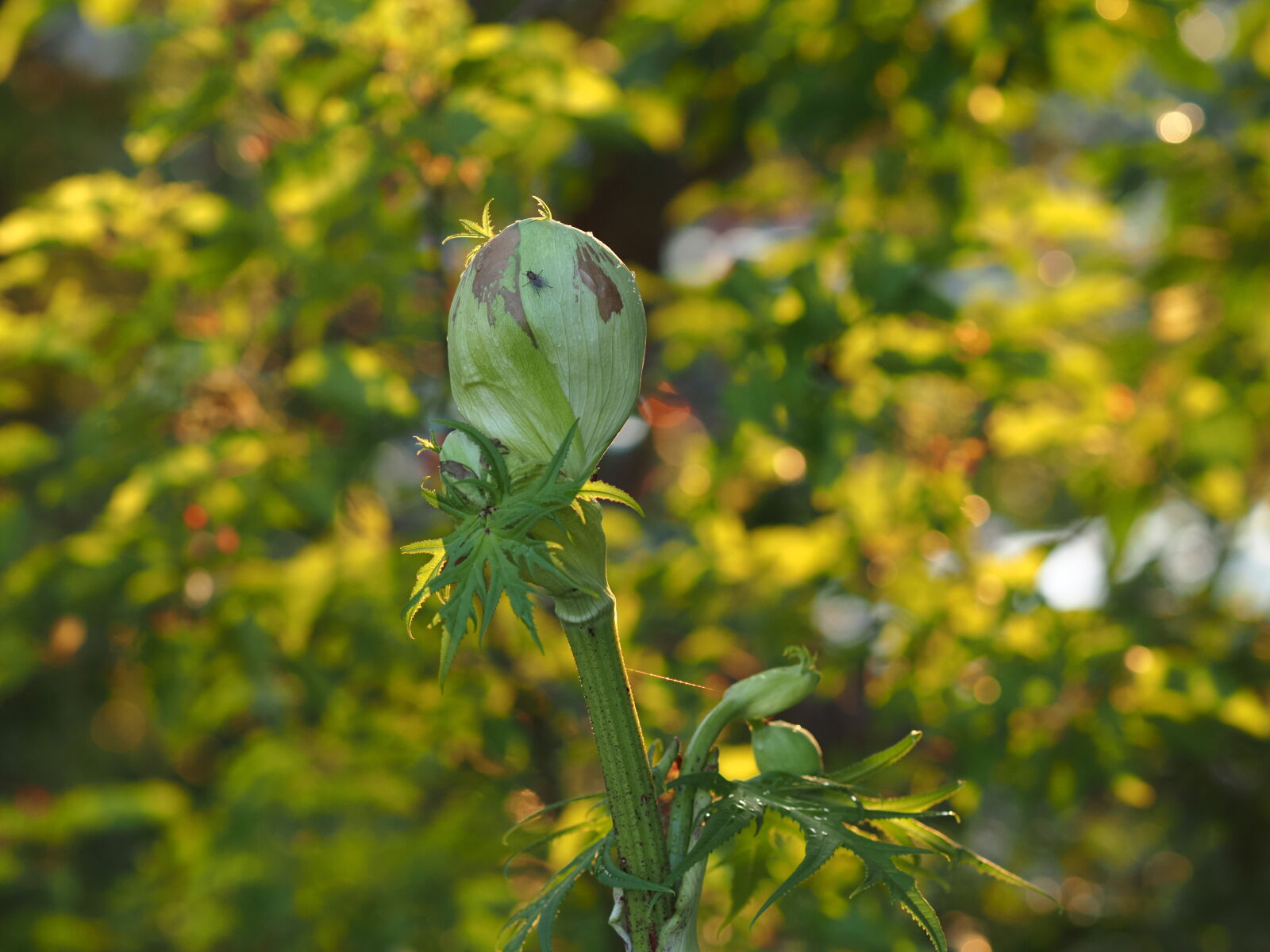 Olympus OM-D E-M1X sample photo