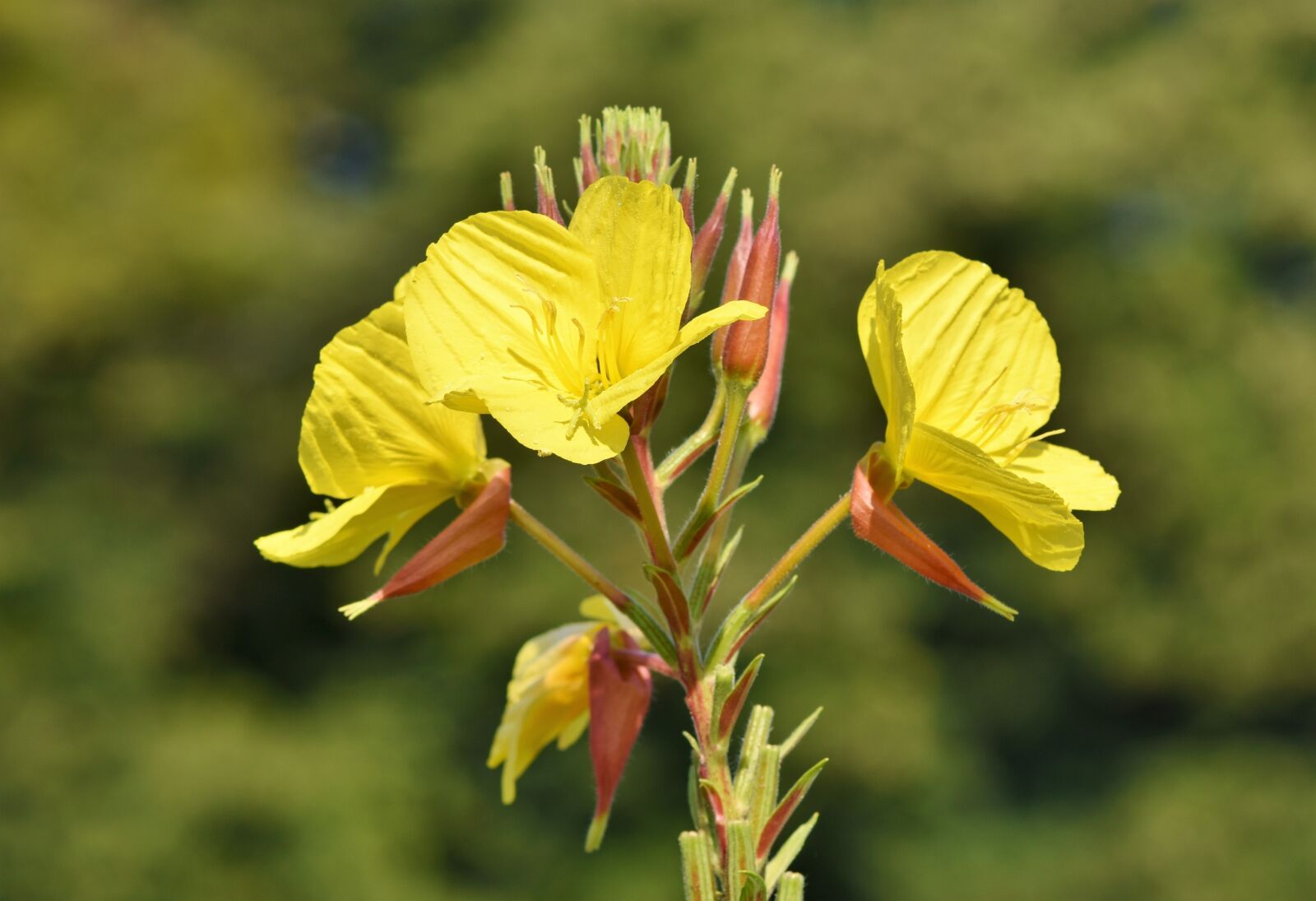 Nikon D7200 sample photo. Pink evening primrose, evening photography
