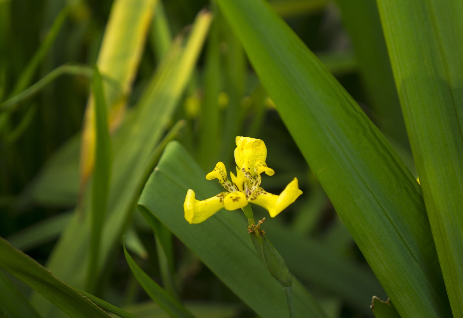 Sony Alpha NEX-F3 + Sony E 18-55mm F3.5-5.6 OSS sample photo. Wildflowers, yellow, natural photography
