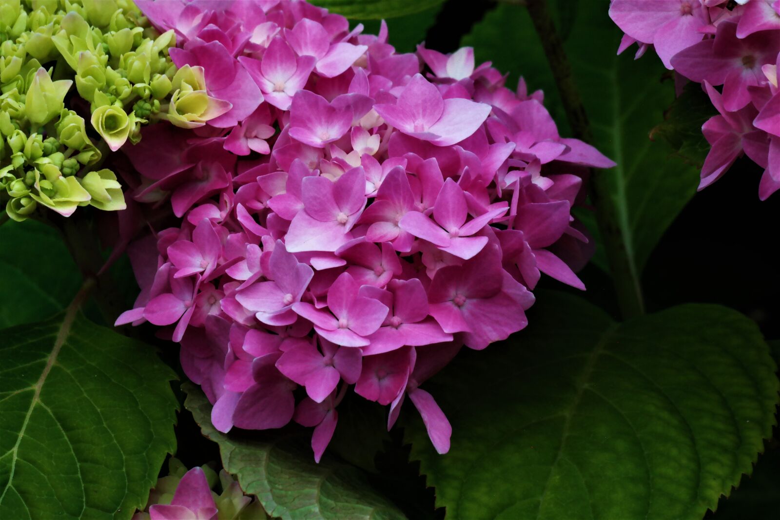 Samsung NX30 + NX 50-200mm F4-5.6 sample photo. Flower, blossom, bloom photography