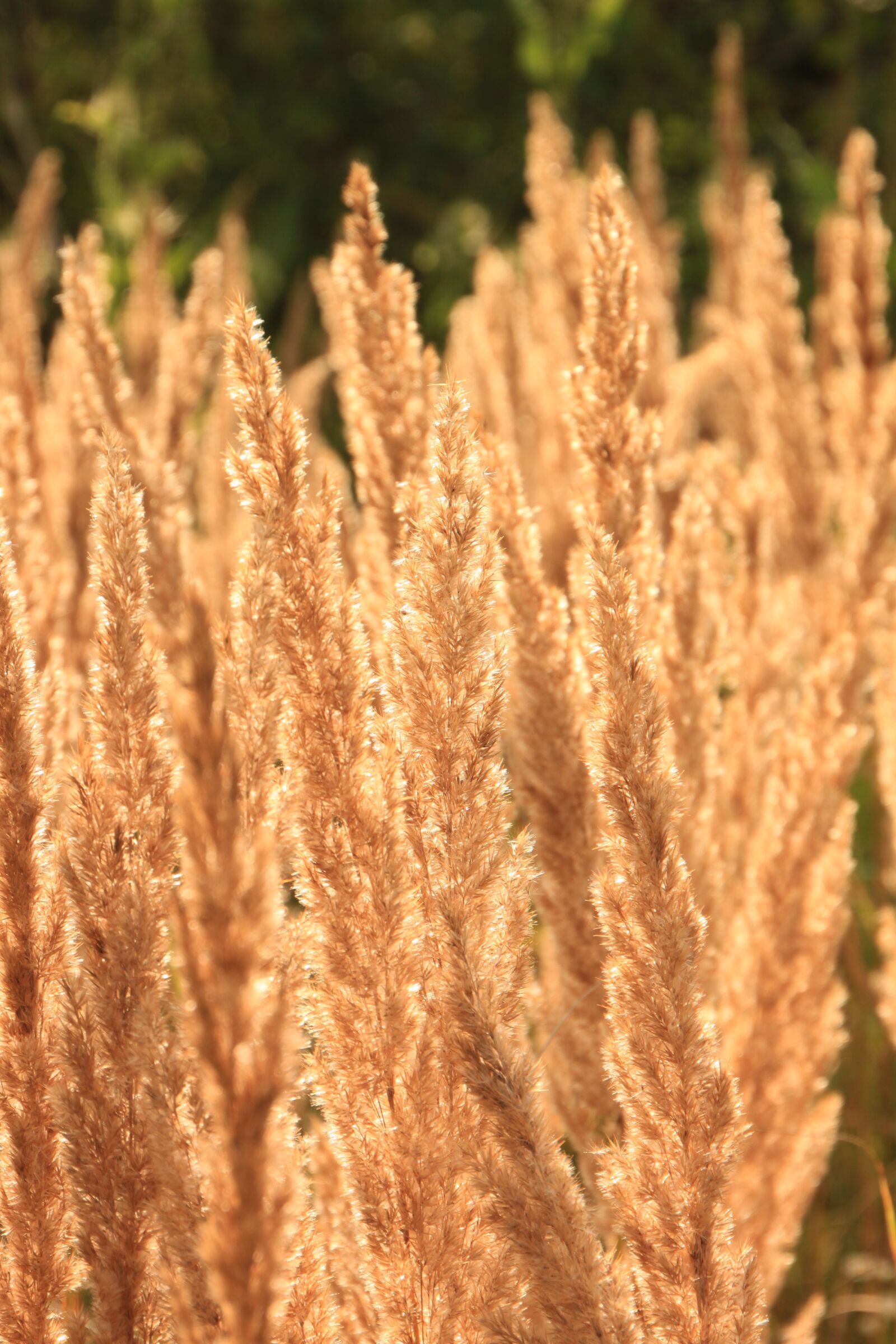 Canon EOS 500D (EOS Rebel T1i / EOS Kiss X3) sample photo. Backlit, ears, flare photography