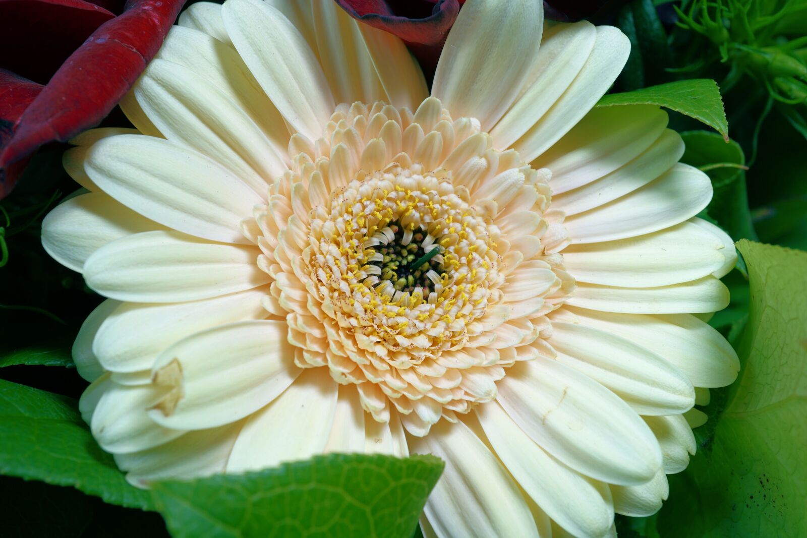 Sony E 30mm F3.5 Macro sample photo. Gerbera, flower, blossom photography