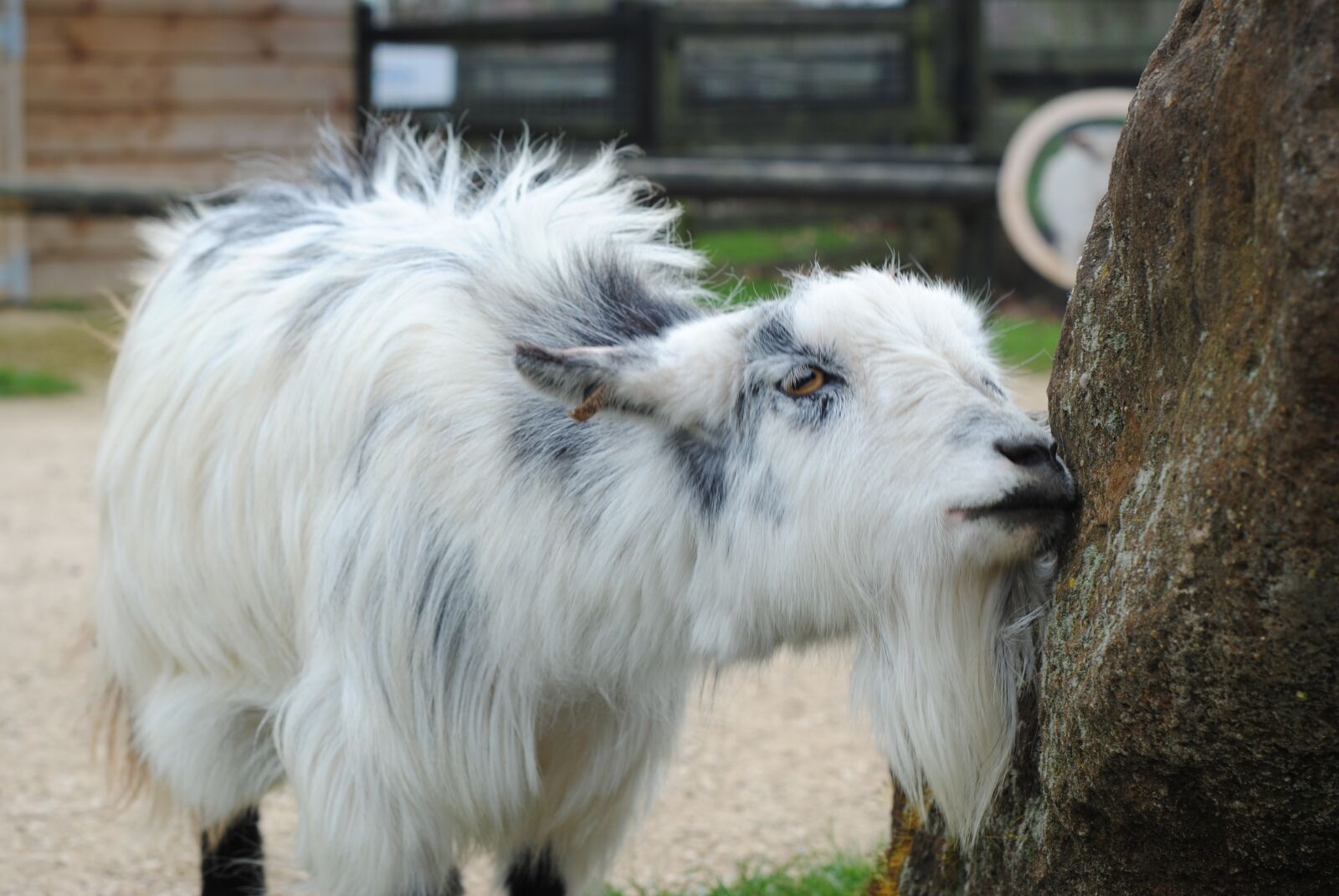 Nikon D3000 sample photo. Goat, rubbing, farm photography