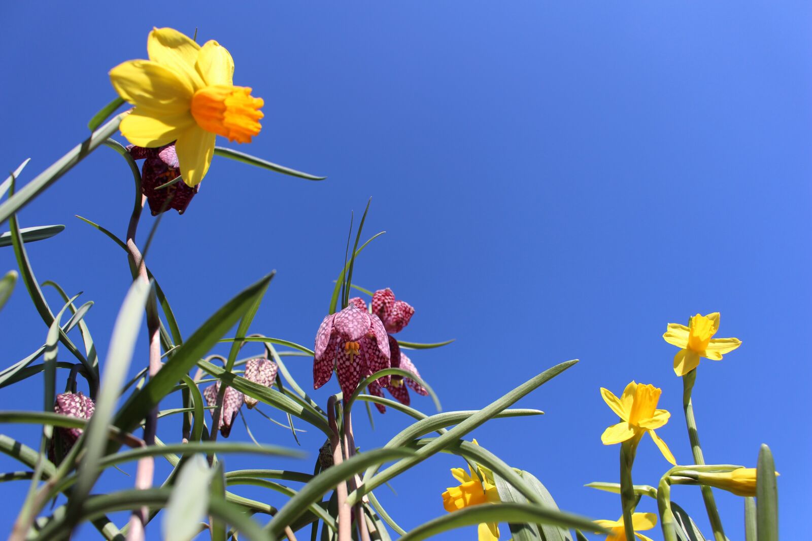 Canon EOS 700D (EOS Rebel T5i / EOS Kiss X7i) sample photo. Flower, daffodil, flora photography