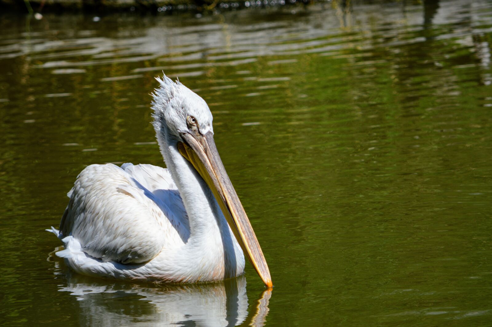 Nikon D3200 sample photo. Nature, bird, animal photography