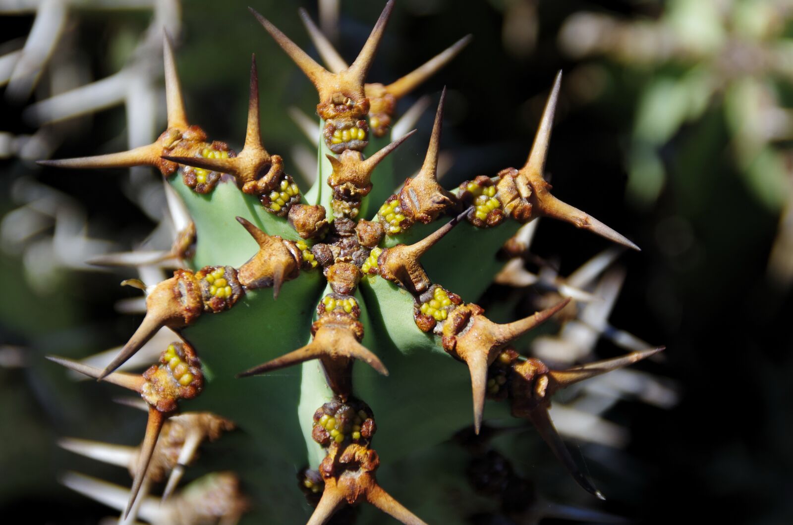 Pentax K-5 sample photo. Lanzarote, cactus, thorns photography