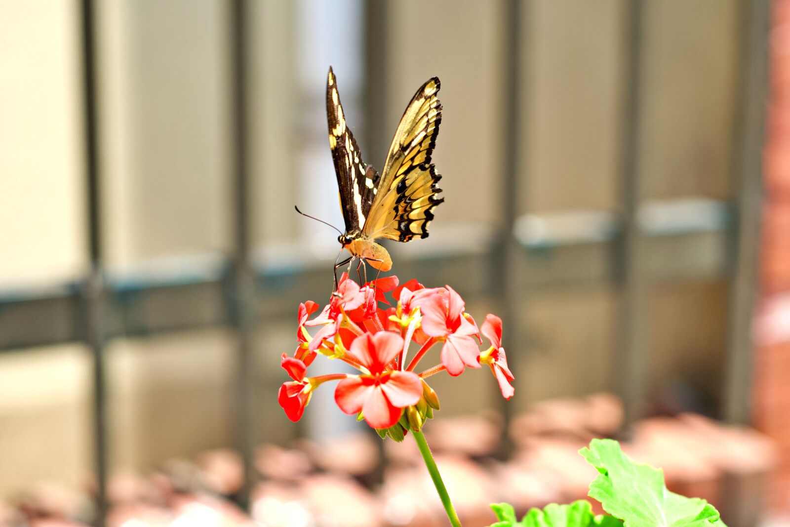 Nikon D7500 sample photo. Butterfly, spring, summer photography