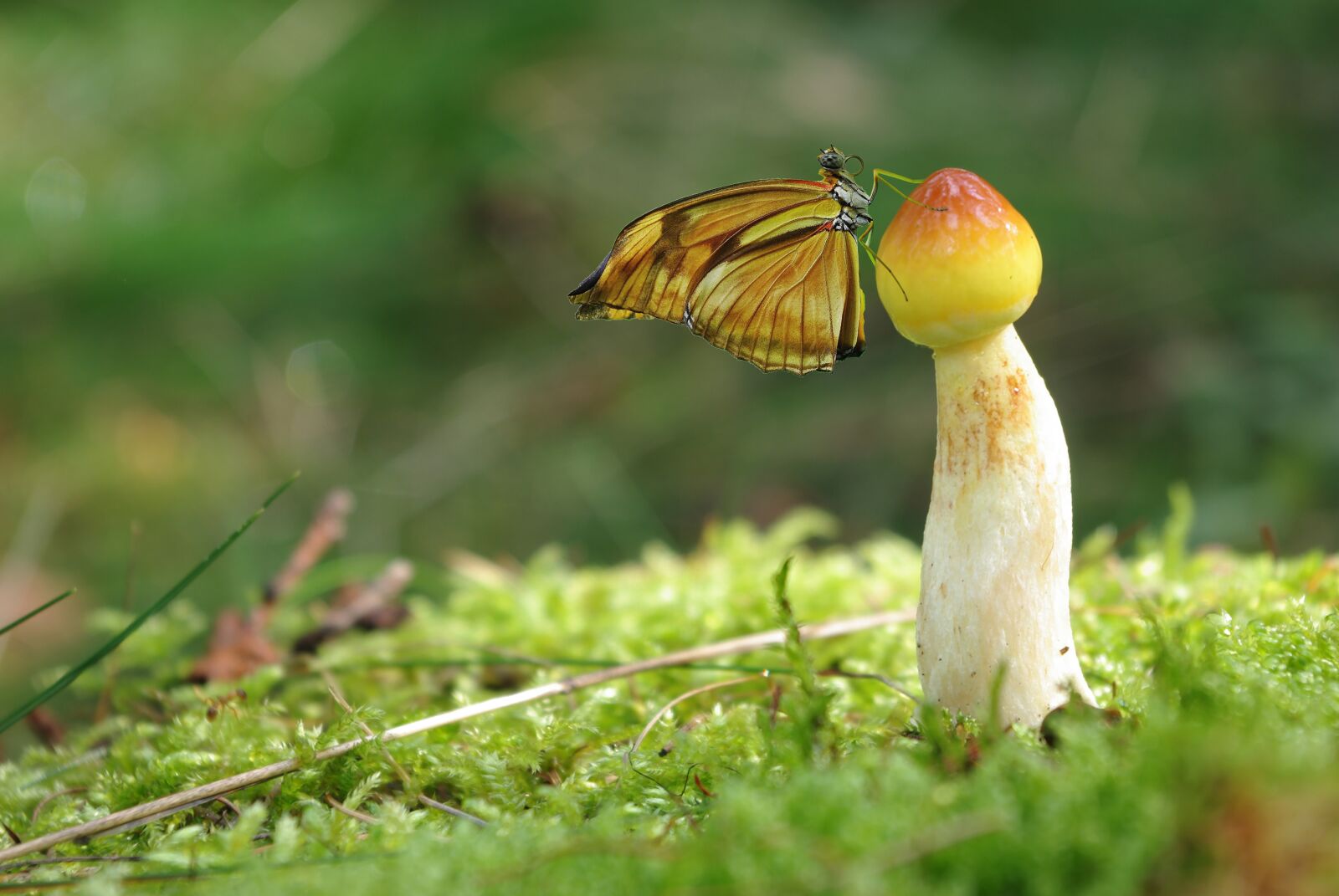 Pentax K-m (K2000) sample photo. Butterfly, mushroom, moss photography