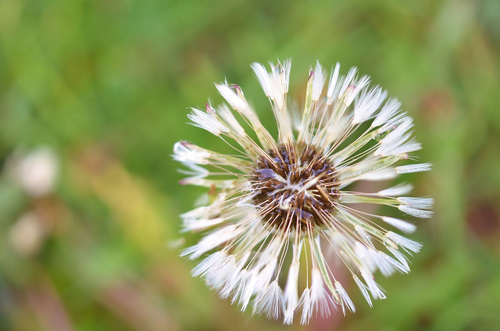 Nikon D7000 sample photo. Dandelion, natur, nature photography