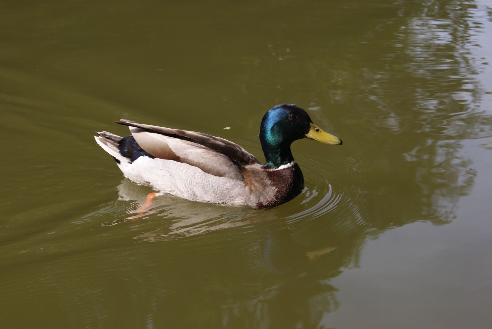 Sony Alpha DSLR-A330 sample photo. Duck, lake, water photography