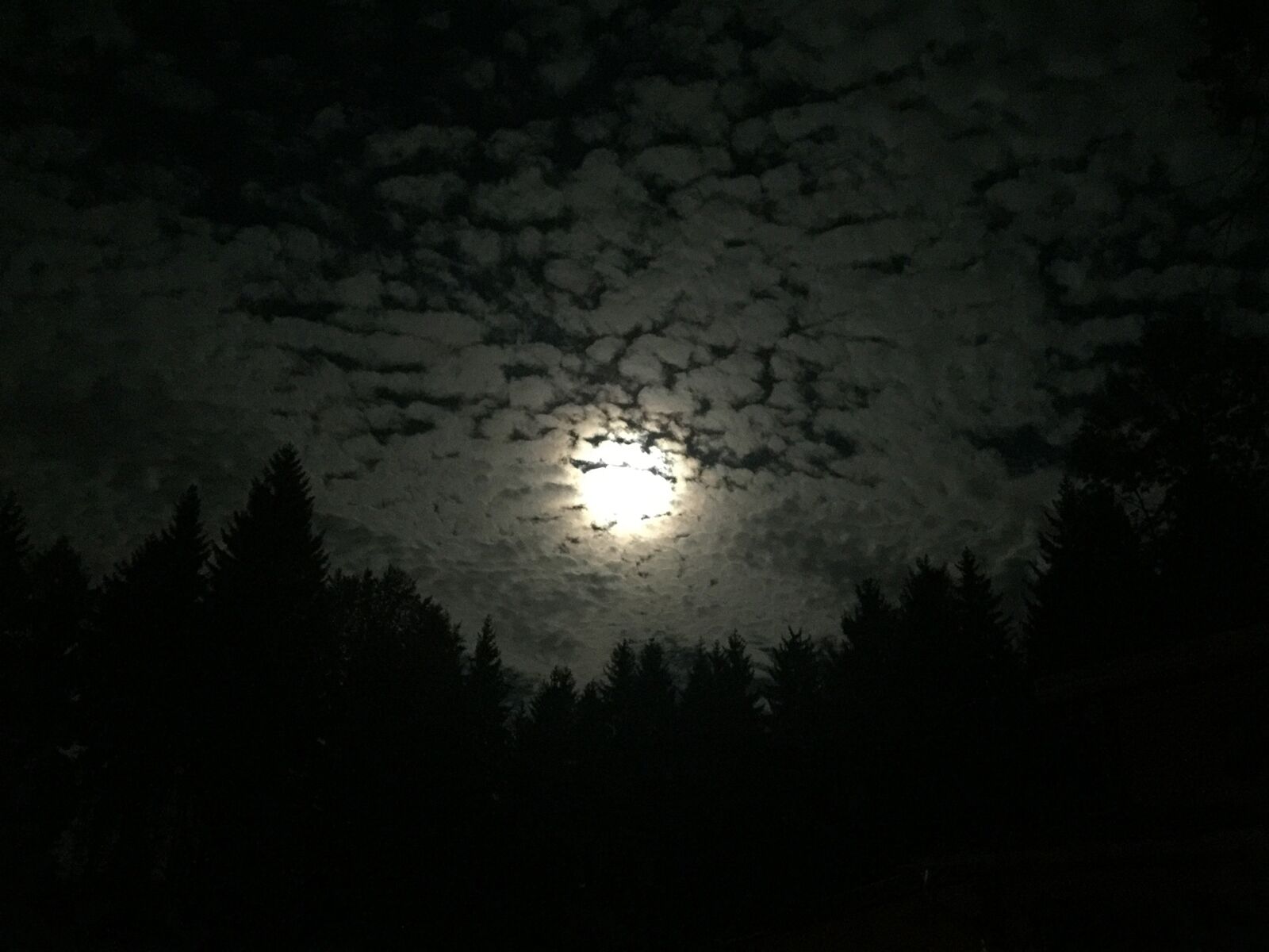 iPhone 6 Plus back camera 4.15mm f/2.2 sample photo. Moon, night, forest photography