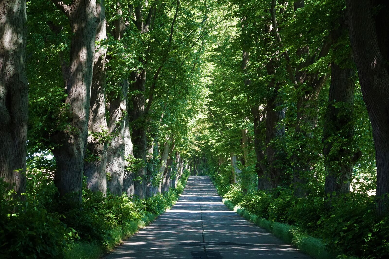 Sony E 70-350mm F4.5-6.3 G OSS sample photo. Avenue, trees, linden photography