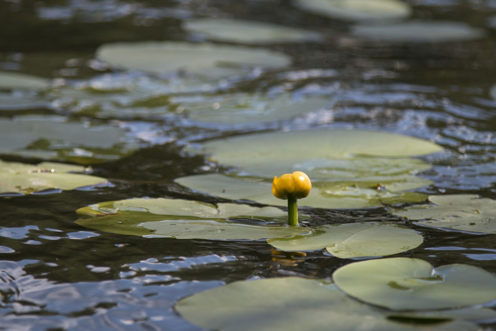 Canon EOS 70D + Canon EF 24-105mm F4L IS USM sample photo. Plant, flower, beach photography